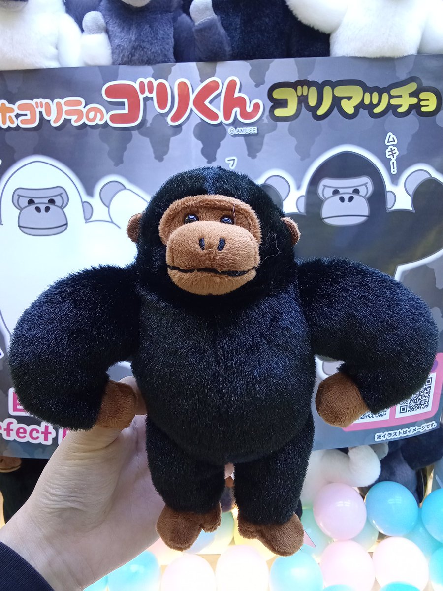 ウホウホゴリラのゴリくんゴリマッチョ 入荷しました❣凛々しい顔が