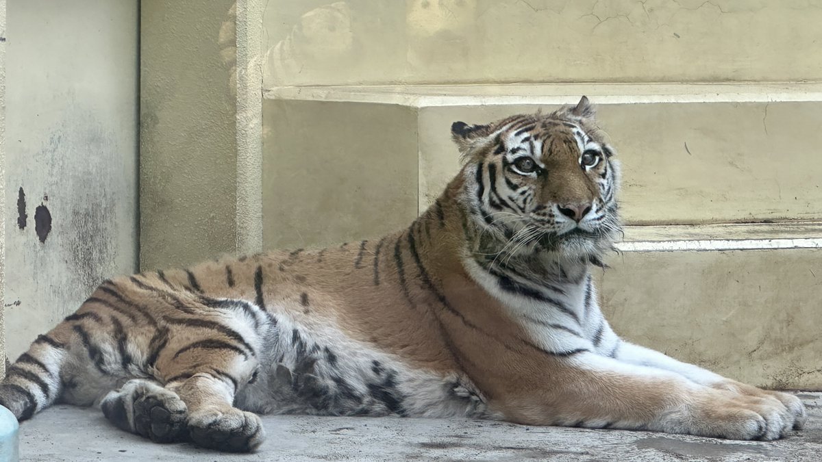 いつの写真だろう、写真アプリから見ないと日付わからない
可愛いココア
だれを待っているの　🐯(おじさん！

多分2024年