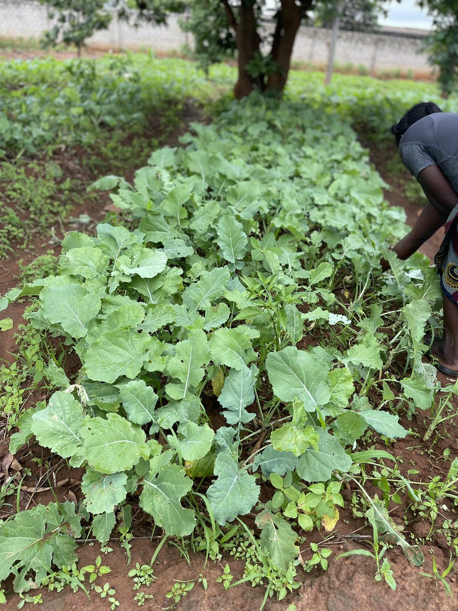 NamwaiElas2000's tweet image. Buy from me guys 
I haven’t eaten for two days since you haven’t bought the vegetables 🥗