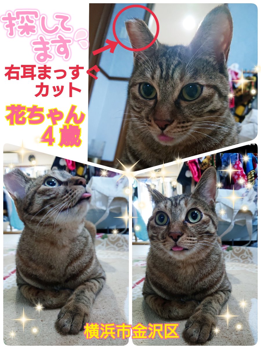 くろねこくろ 🐈‍⬛🍀✨🎀✨🇯🇵 (@ck9EZ96w8lh9vAO) / Posts / X