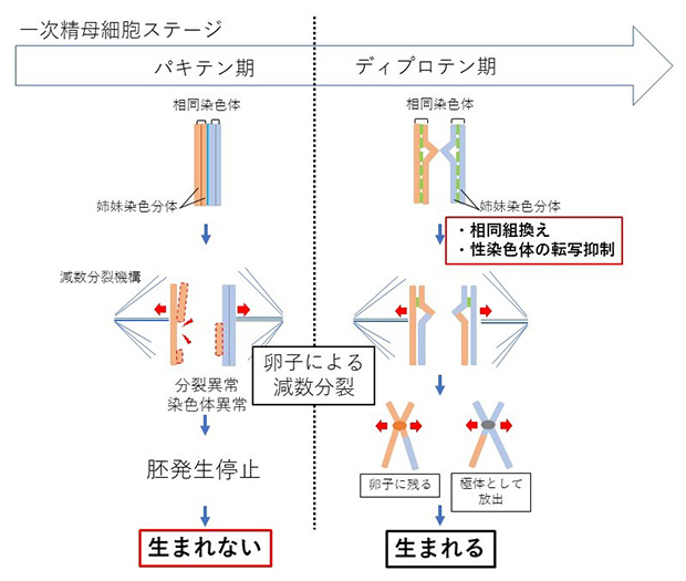 RBRC_iDED_jp's tweet photo. 一次精母細胞を使った顕微授精についての越後貫さんの論文がHuman Reproduction Openに掲載されました！「卵子が精子の減数分裂を肩代わりする」としてプレスリリースもされています。おめでとうございます！
https://t.co/SFxJYp614G
https://t.co/RTIGi9iWVD https://t.co/RovopeNjnc