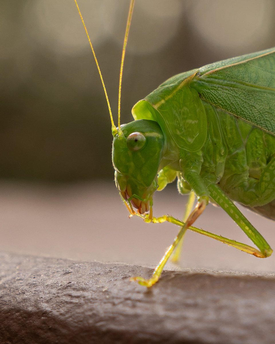 liamsfw's tweet photo. leaf bug encounter today :o https://t.co/mlYAkm4FPT