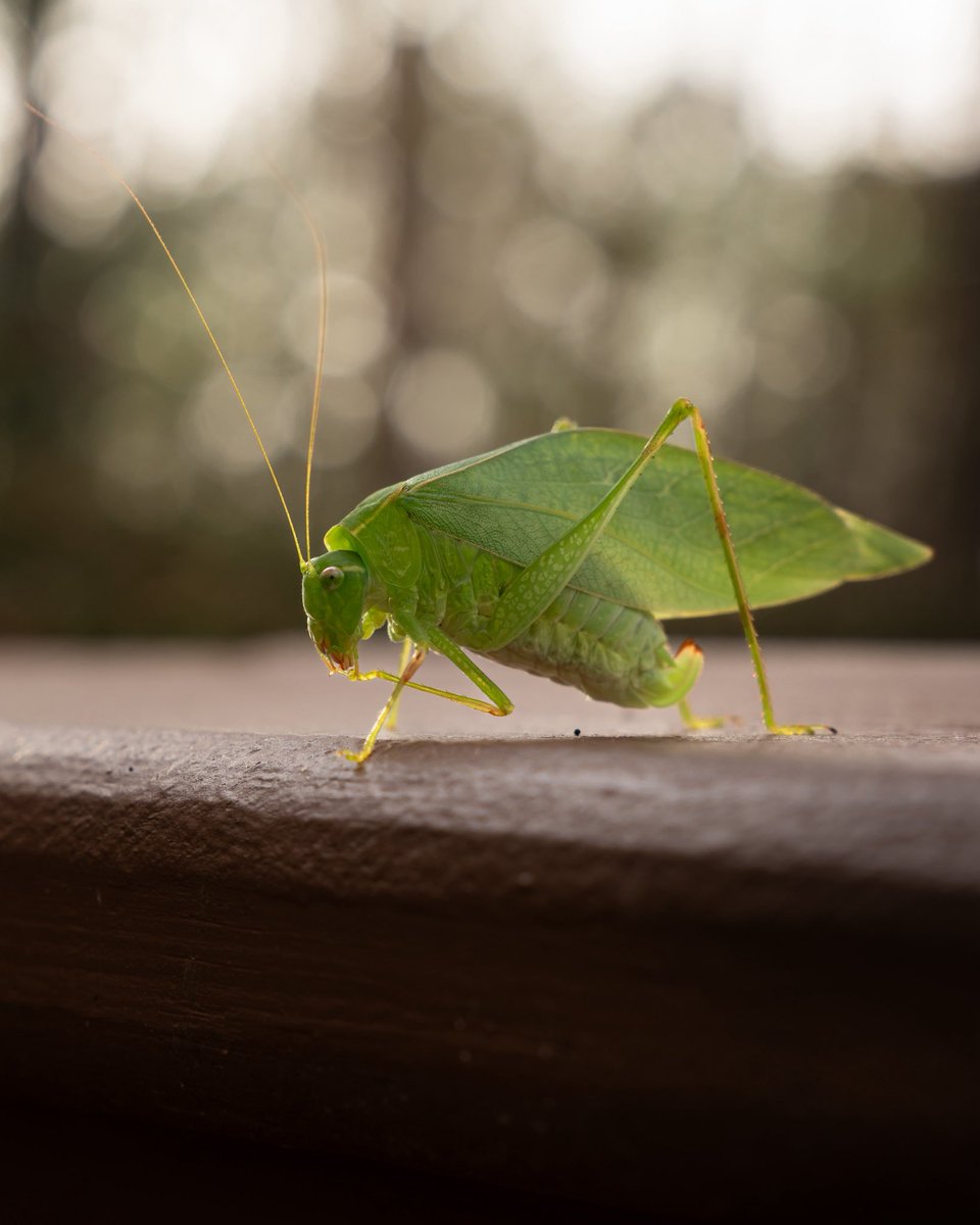 liamsfw's tweet photo. leaf bug encounter today :o https://t.co/mlYAkm4FPT