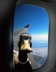 Yokai_Syndicate's tweet image. i quack, you grow, we earn... well, I hope so, anyway😁

gQuack Gm ,all in on @wallchain 🍵

much love always 👹