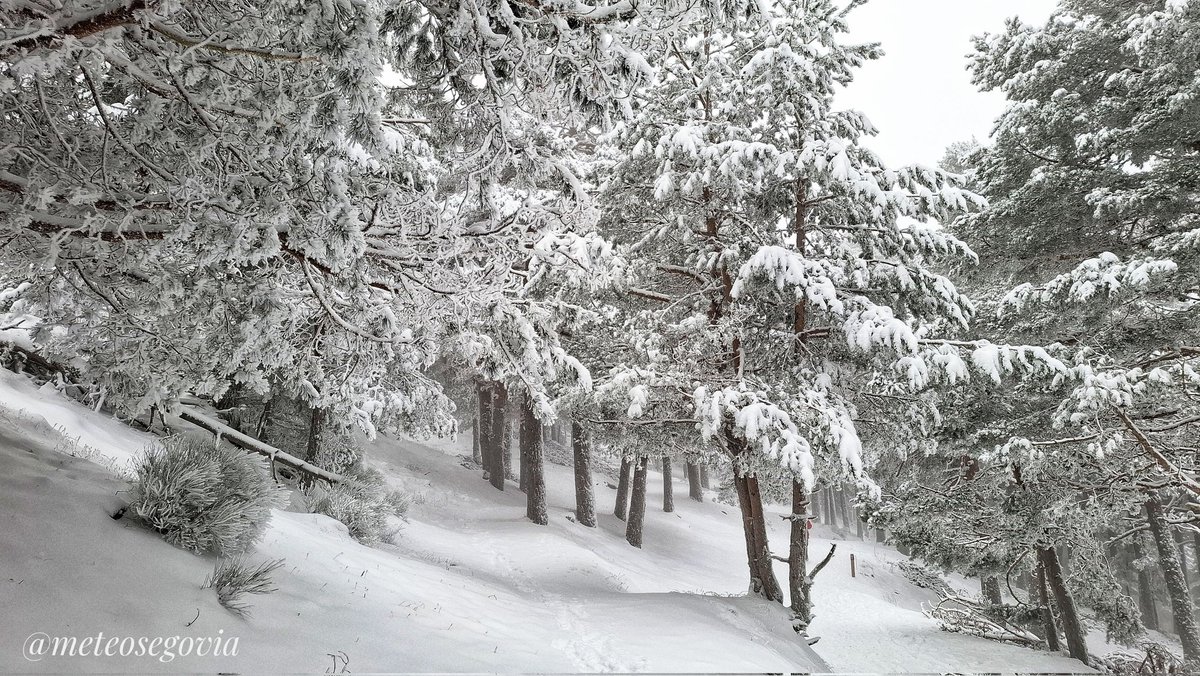 Paisajes "nórdicos-navideños" del Puerto de Navacerrada entre la cencellada y la #nieve recien caida. #Segovia - #Madrid.