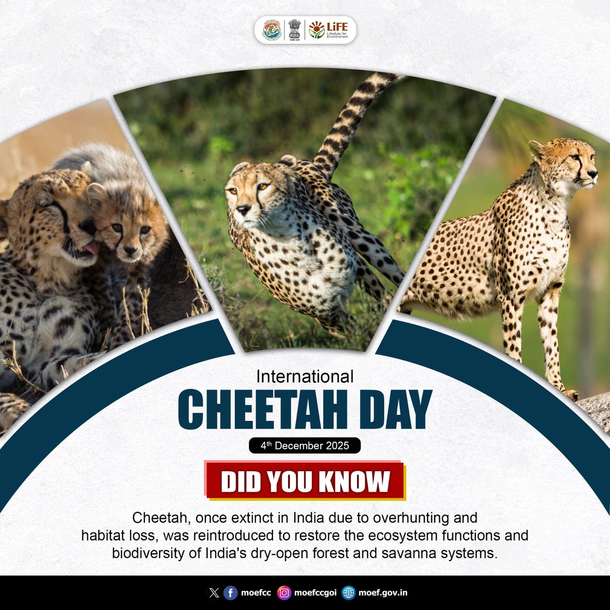 moefcc's tweet image. International Cheetah Day reminds us of India’s efforts to restore a lost species and rebuild critical ecosystems through reintroduction.

 #InternationalCheetahDay #CheetahDay #MissionLiFE
#ProPlanetPeople