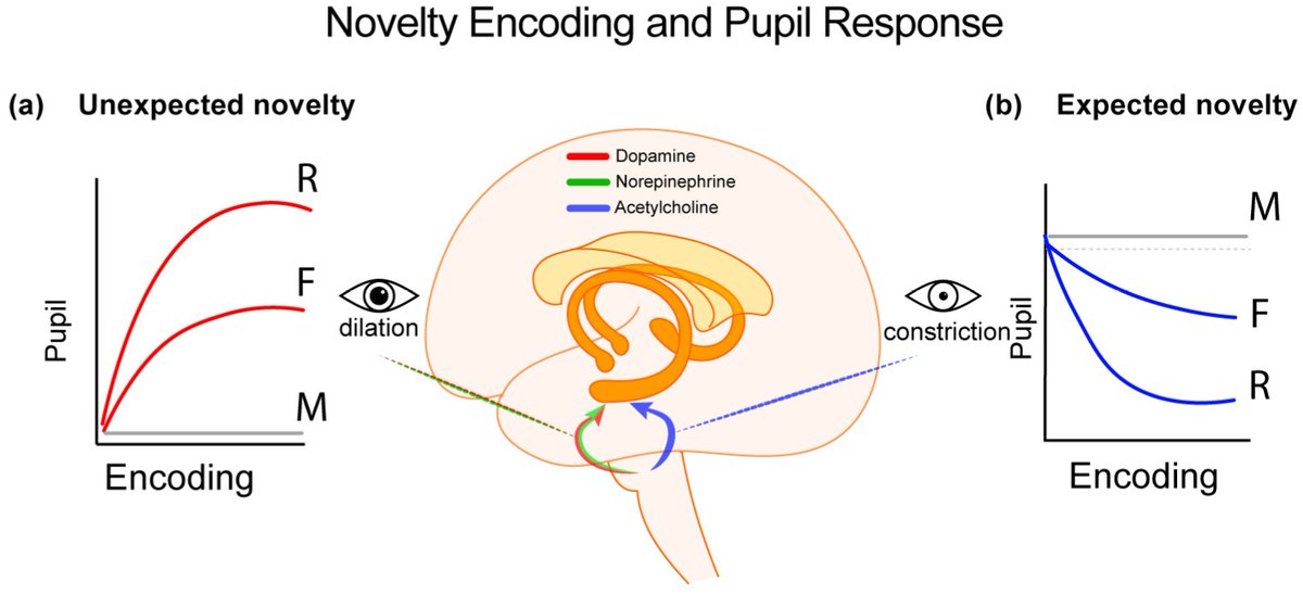 vision_mdpi's tweet image. 👀Eyes on Memory: Pupillometry in Encoding and Retrieval
Research by Dr. Alex Kafkas
Pupillometry enhances our understanding of memory encoding &amp;amp; retrieval, with close ties to pupil response and novelty detection
#Cognitive #Pupillometry #MDPI
👉mdpi.com/2829378