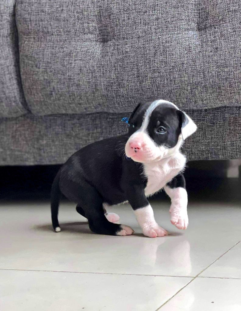 JuanCCP05's tweet photo. 3 años 🥺🐶 https://t.co/GbVrP8MoSi