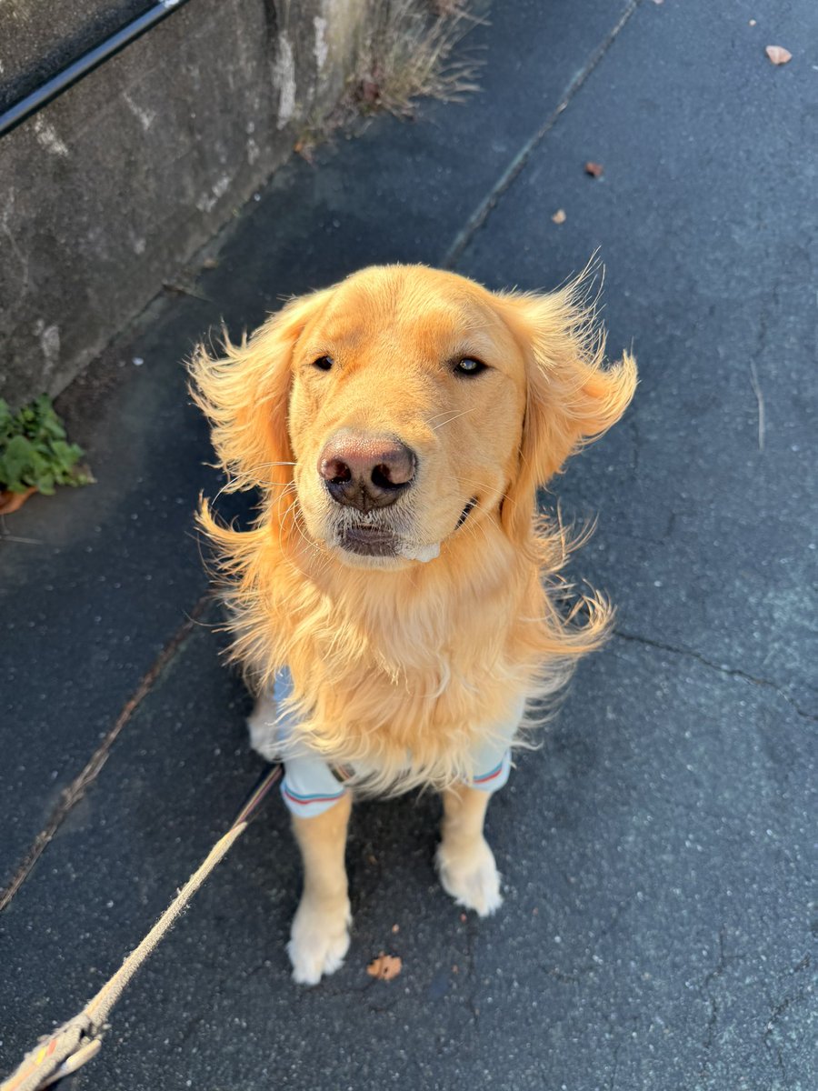 むぎとエール (@mugimeshi05) / Posts / X