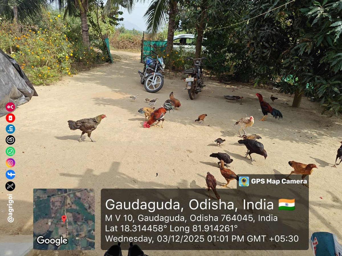 AgriGoI's tweet image. Central Nodal Officer of PM Dhan Dhanya Krishi Yojana #PMDDKY visits #Malkangiri.
Integrated Farming Systems with vegetable &amp;amp; Ragi cultivation, poultry, farm ponds &amp;amp; goat rearing- all in convergence. 

#AgriGoi #DhanDhanyaKrishiYojana #RagiCultivation