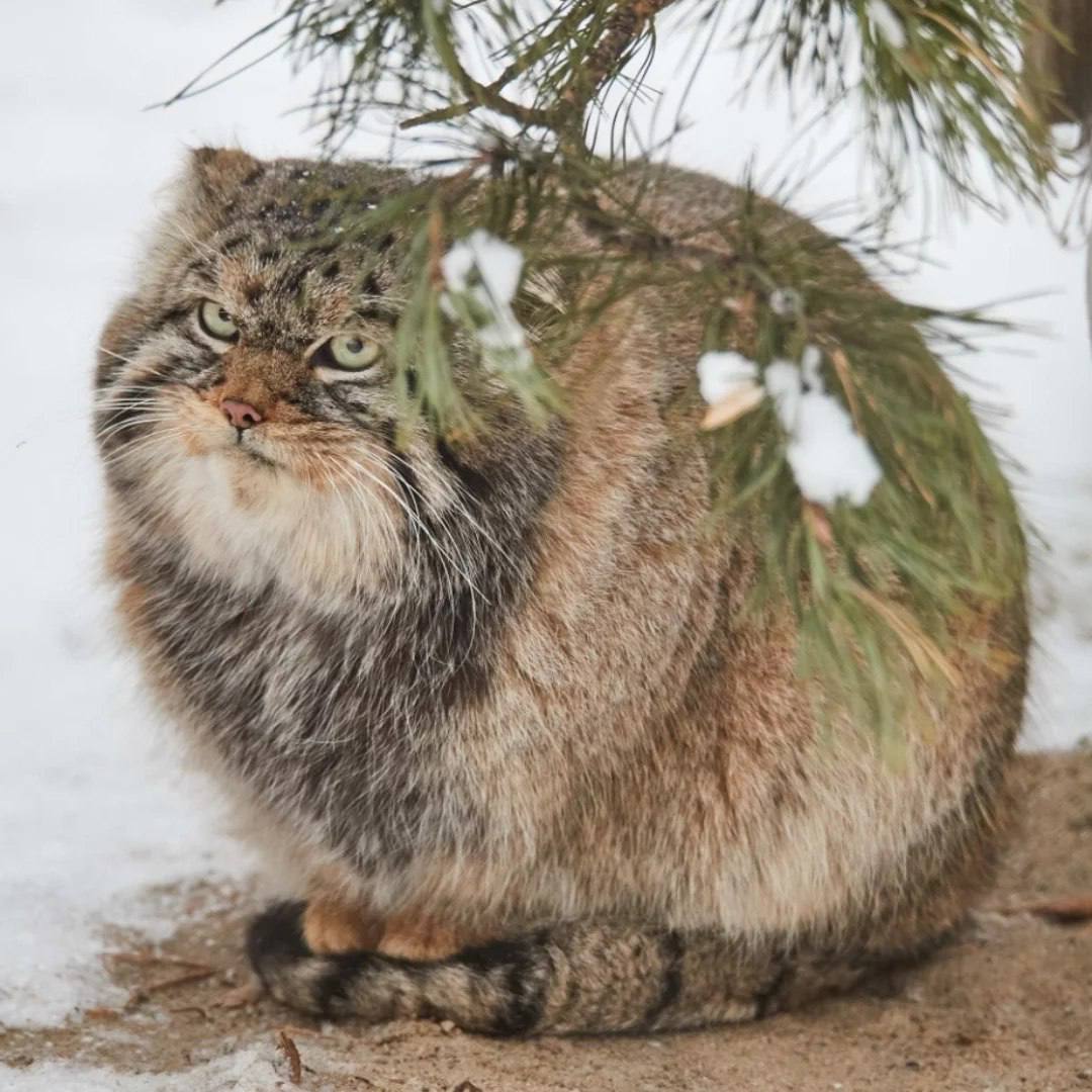 Daily Manul tweet media