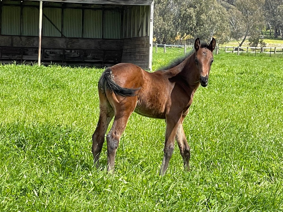 Larneuk stud tweet media