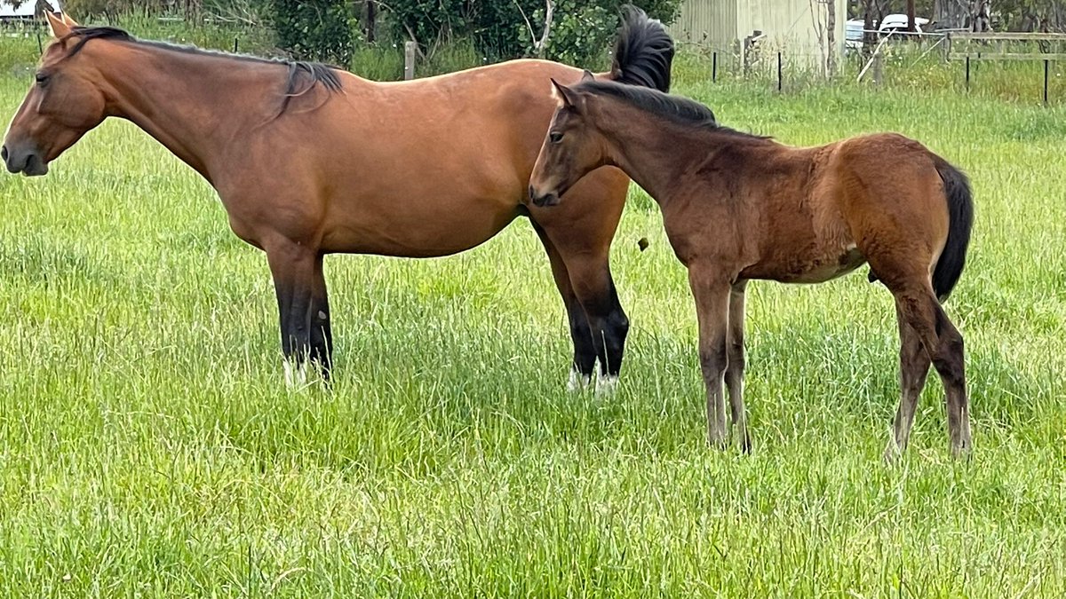 Larneuk stud tweet media