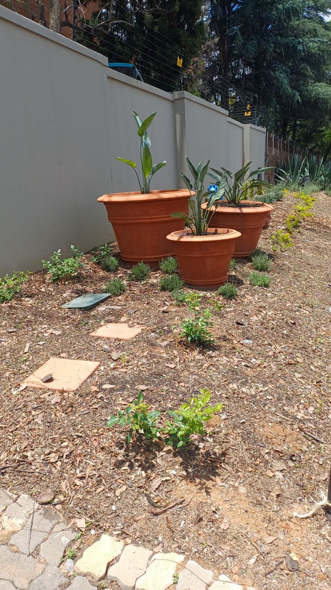 adri_pot's tweet image. Mulch your garden. ineeden.co.za