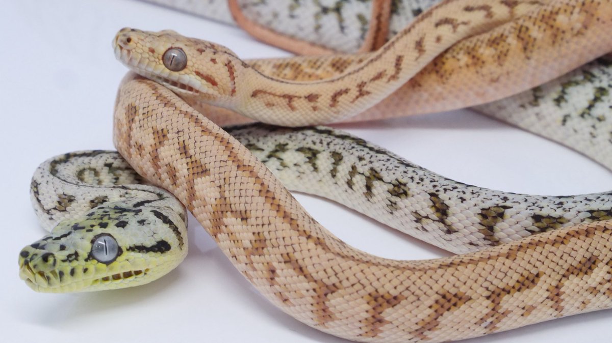 本日20時にLoco's Market様に連れて行く生体紹介の動画を公開します！

紹介はヘビとなりますが、その他の種も連れていきますのでお楽しみに！

公式LINEから事前売約も受け付けておりますのでお気軽にお申し付けください！

チャンネル登録も是非！
よろしくお願いします🙇🏻

youtube.com/@theorigin-rep…