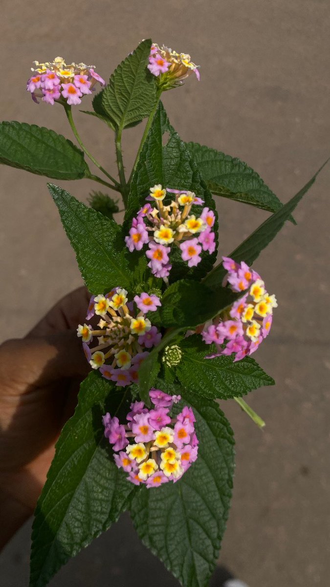 Gm frens 
T-7 hours until the new security with sisi monthly hack breakdown drops followed by an investigative topic on the upbit hack. 
Was it really the Lazarus Group , an insider… or do we have a very convincing copycat on our hands?

Here's a flower for making it through