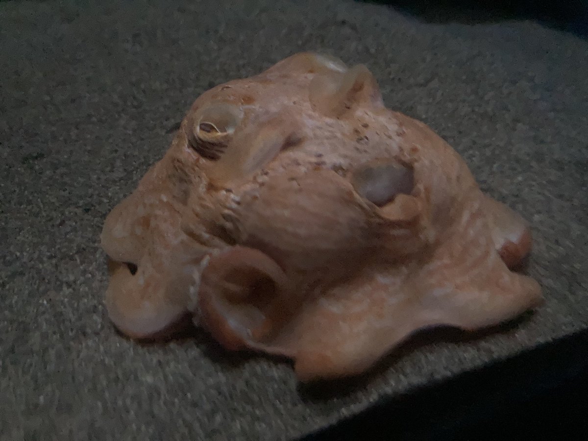 うずくまるメンダコちゃん。 #サンシャイン水族館 #メンダコ