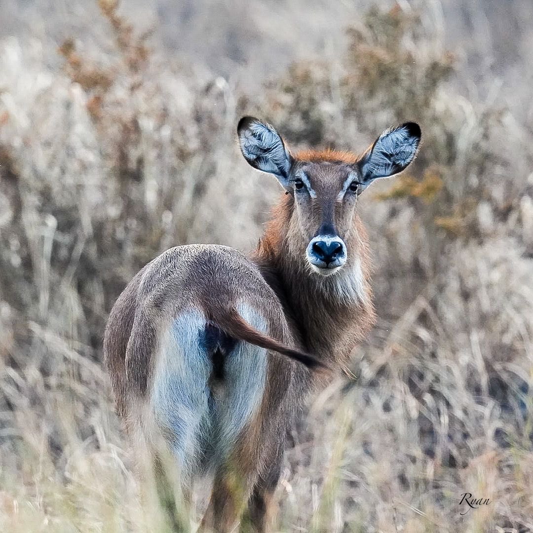MKarekye's tweet image. Enter Rwenzori sub-region: @NRMOnline candidate @KagutaMuseveni continues to share with his people why Uganda 🇺🇬 in its current state is a GAIN to protect. The dividends of peace are evident, Kasese is a testament. #ProtectingTheGains