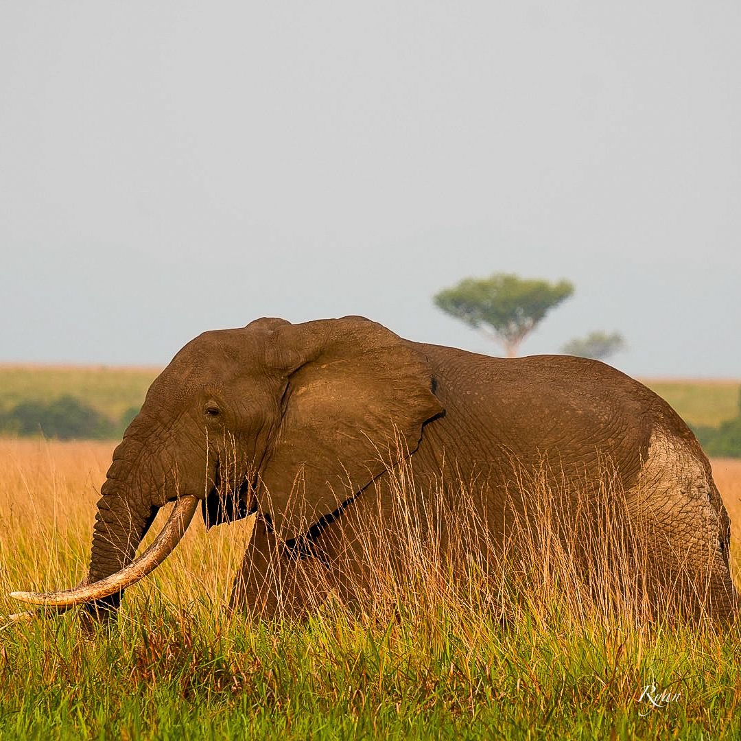 MKarekye's tweet image. Enter Rwenzori sub-region: @NRMOnline candidate @KagutaMuseveni continues to share with his people why Uganda 🇺🇬 in its current state is a GAIN to protect. The dividends of peace are evident, Kasese is a testament. #ProtectingTheGains