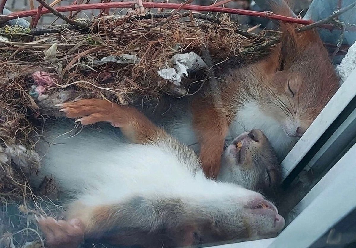 Животные лучше людей tweet media