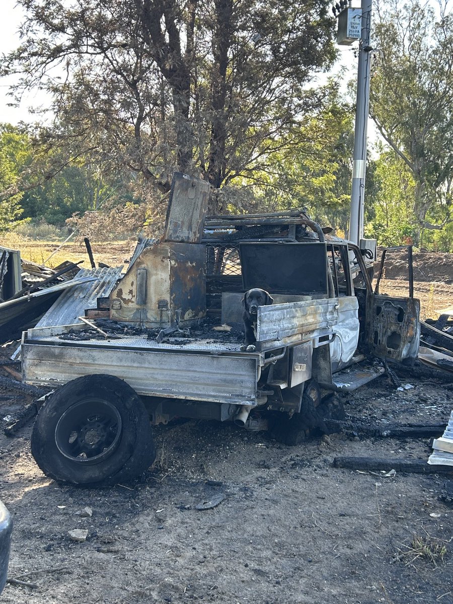So you think she misses going for rides on the back of the ute, or just playing hide and seek?