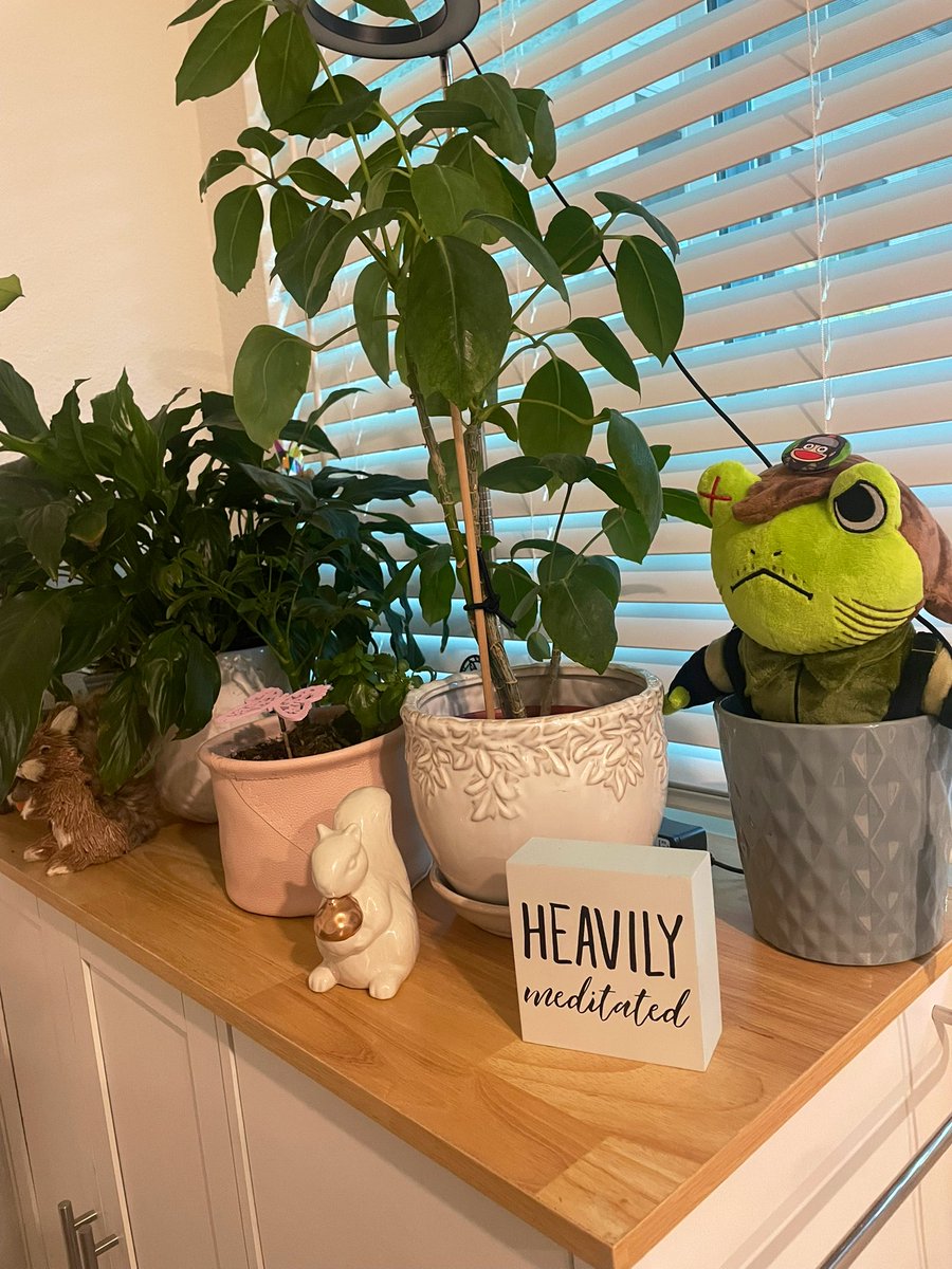 It'sAmandaLemon❗️MGSCON tweet media