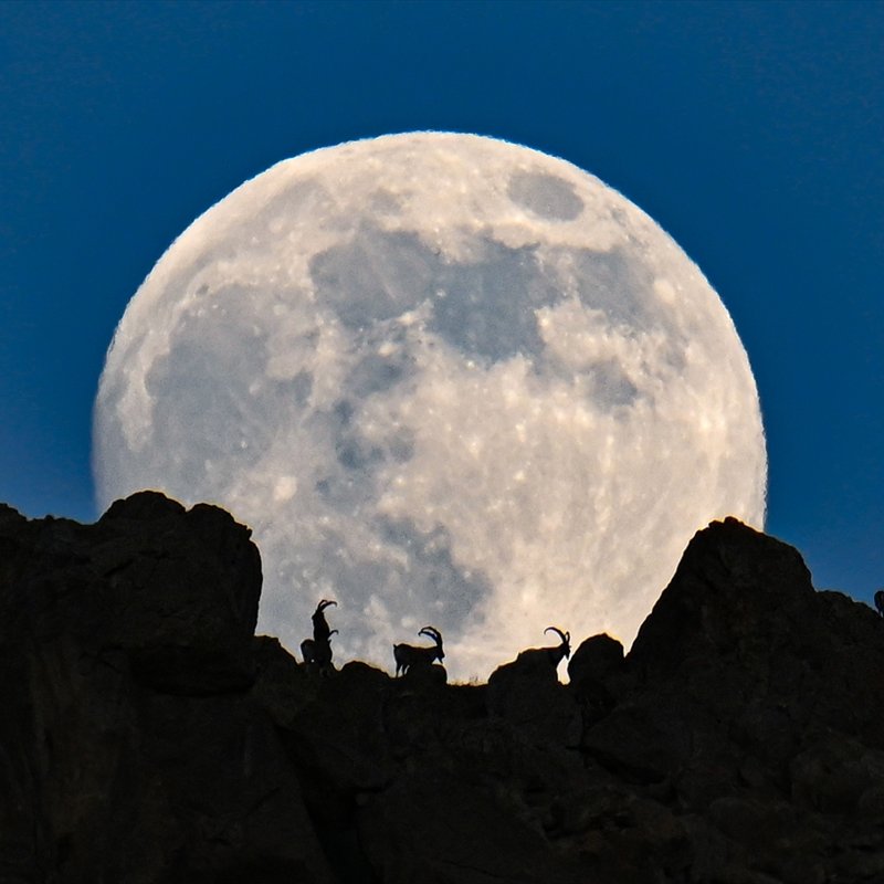 Van'da yaban keçileri dolunayla birlikte görüntülendi.