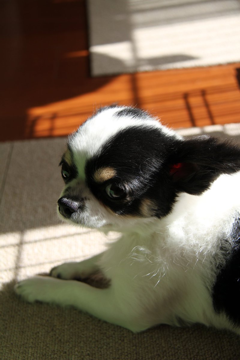 犬用 (@Y6w1erIZKKgi9fE) on X