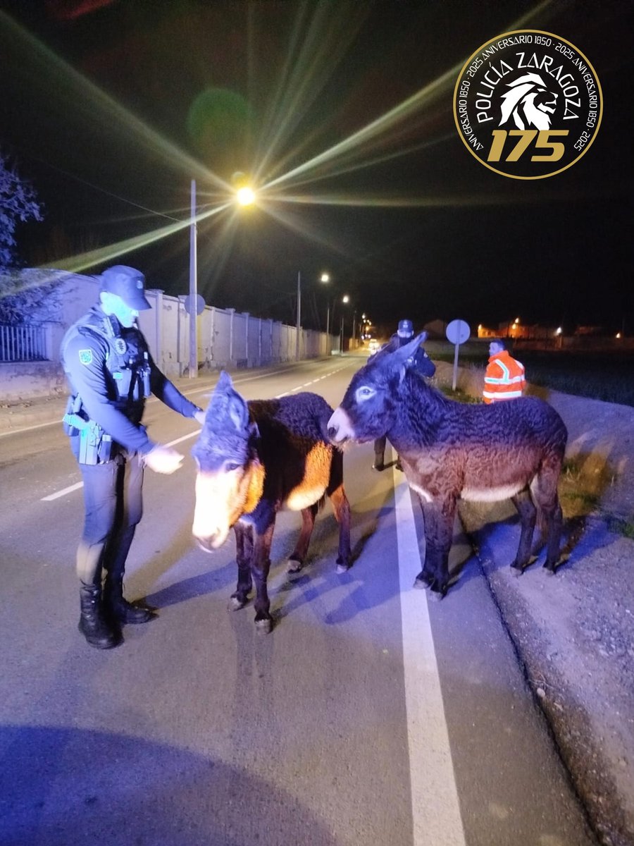 policiazaragoza's tweet photo. Agentes de la UAPO han asistido hace escasos momentos en Avda. Montañana
a estos entrañables burricos desorientados.... ¿ Camino a Belén ? 🧑‍🎄 🎄 🐴 ❄️

#BurritoSabanero 
#SiempreCercaDeTi

☎️ 0️⃣ 9️⃣ 2️⃣ https://t.co/q2rBDsDu0K