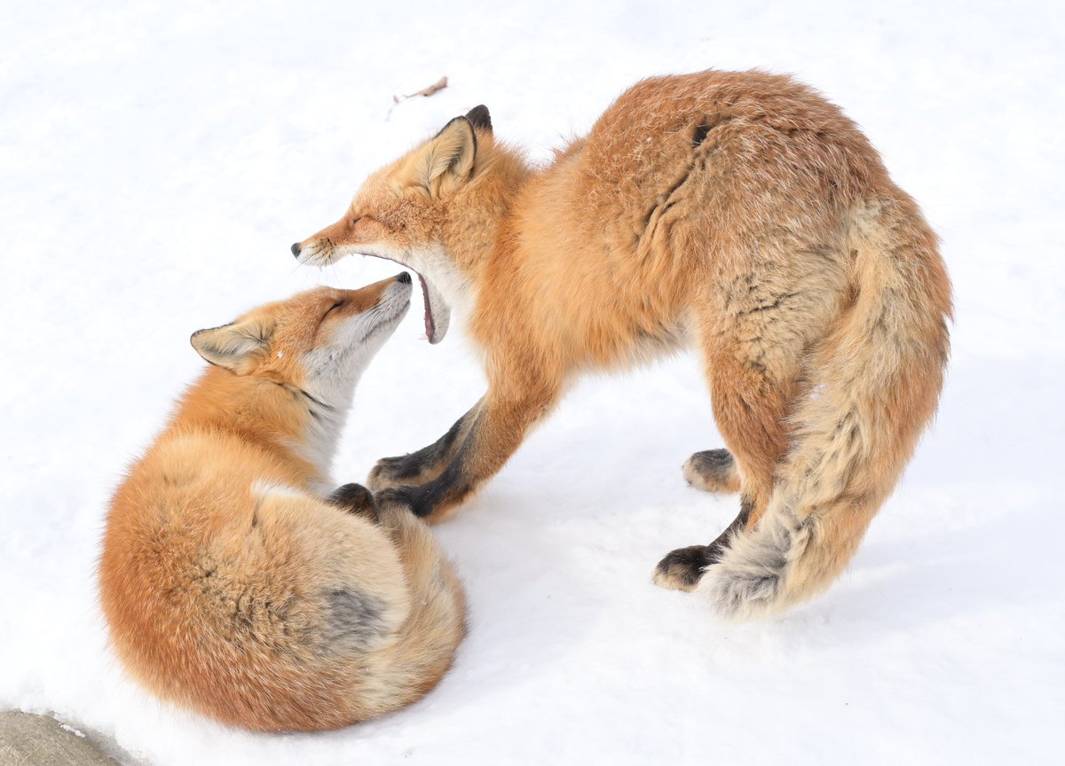 Cheng-Ren🦊🐺 (@chengren21) / Posts / X