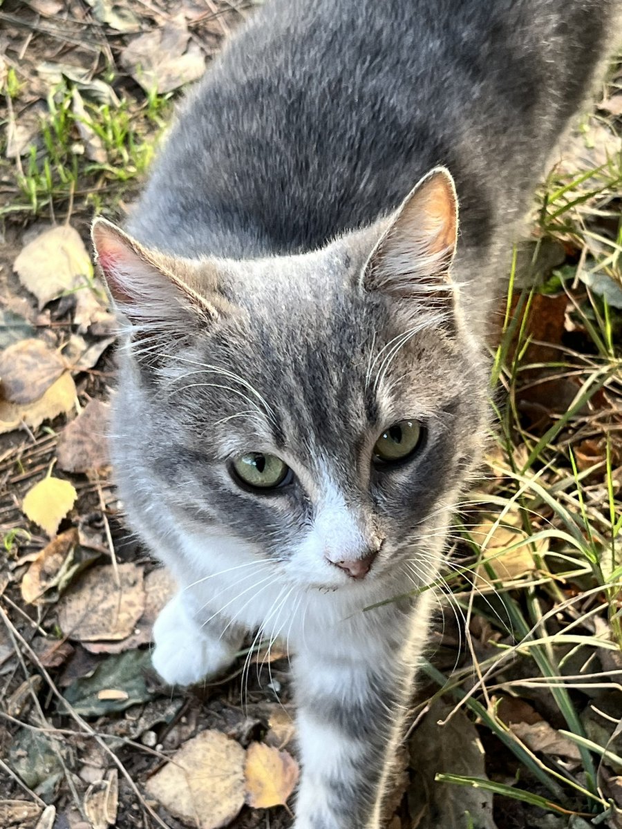 İstanbul yuva!
Bu arkadaş Bulut, Nisan-Mayıs gibi doğdu. Erkek. Sitenin bahçesinde bakılan kedilerden biri. Aşırı oyuncu ve kucakta ekmek olmaya bayılan biri. Havalar soğudukça hastalanmaya başlıyorlar sokakta, İstanbul içi her yere getiririm.