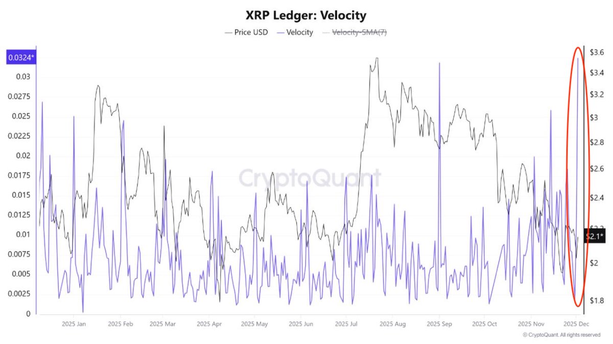 🚨Bureau : "Attività On-Chain di XRP in Crescita Esponenziale: Aumento di Liquidità e Movimenti di Trader"