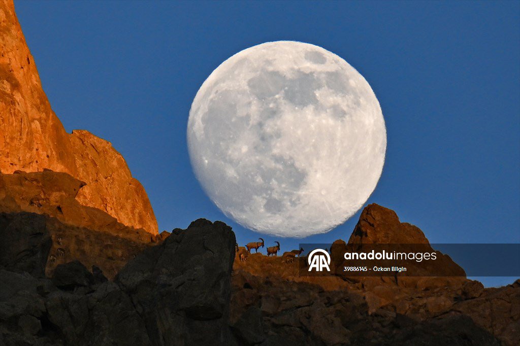 obilgin65's tweet photo. Van’ın yaban keçileri dolunay ile bütünleşirse ne olur? 

Yılın son dolunayına böyle veda edelim. #turkey #van #moon #supermon #yabankeçileri #wildgoats #animals #animal https://t.co/0mf5NbW5e3
