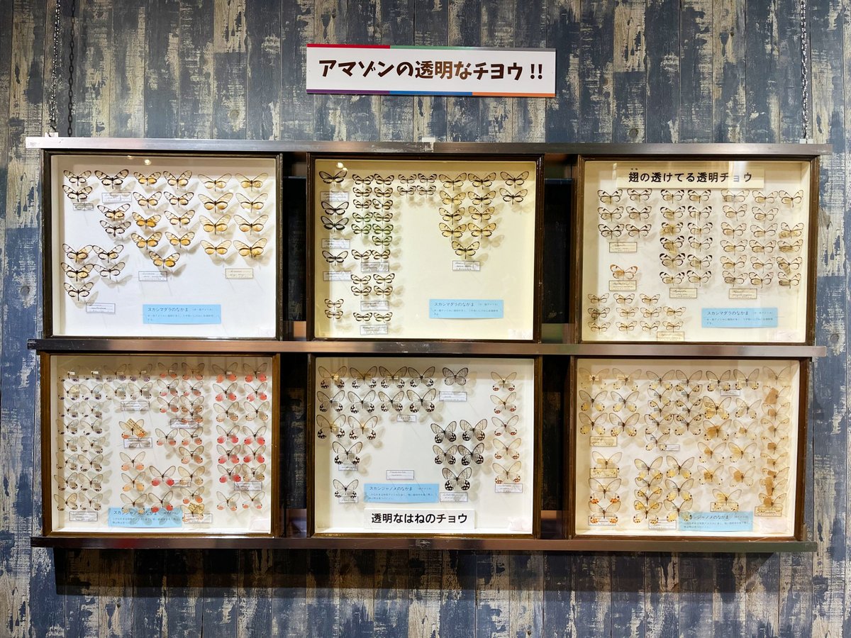 昆虫標本コーナー展示替え💫／ 12月からは 🦋「アマゾンの透明なチョウ