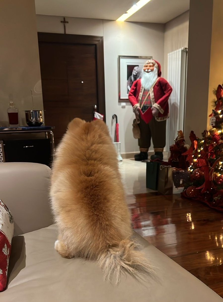 Good morning 💞 Star is enjoying #Christmas mood 🎅