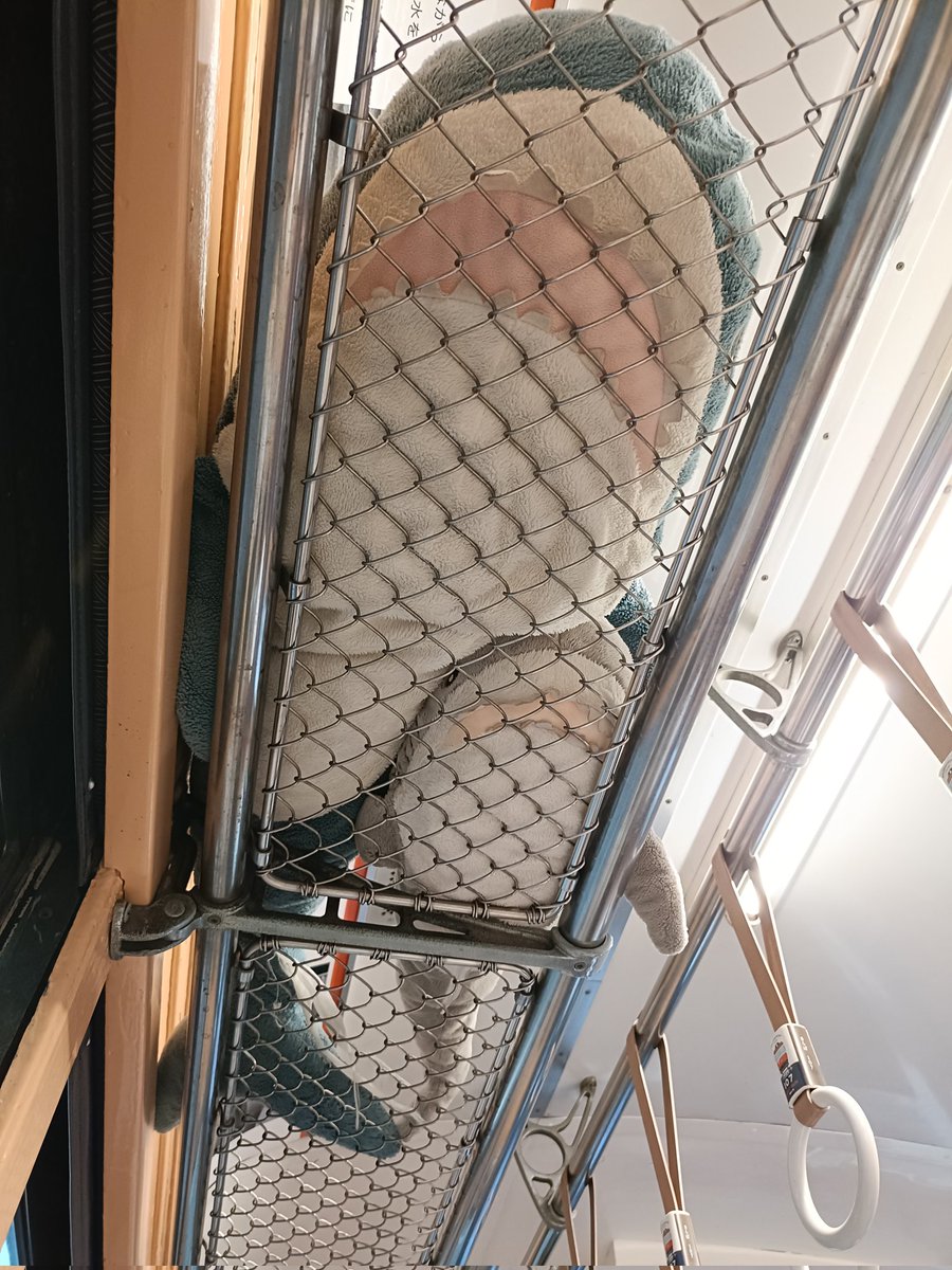 kiku_whaleshark's tweet photo. 電車の網棚からサメが狙う網棚シャーク
#IKEAサメ #Blahaj https://t.co/THwZrwsbjm