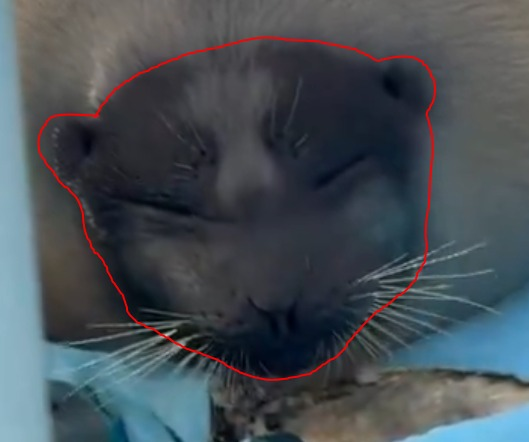 ScuttleWelder's tweet photo. Something really cool about Tsuki that I don't see ever mentioned is the way her ears aren't covered by fur like her moms are. This leads her to have this really cute pattern that makes her almost look like a little bear from the front! #tsuki #yochan https://t.co/ypDLra1Jgj