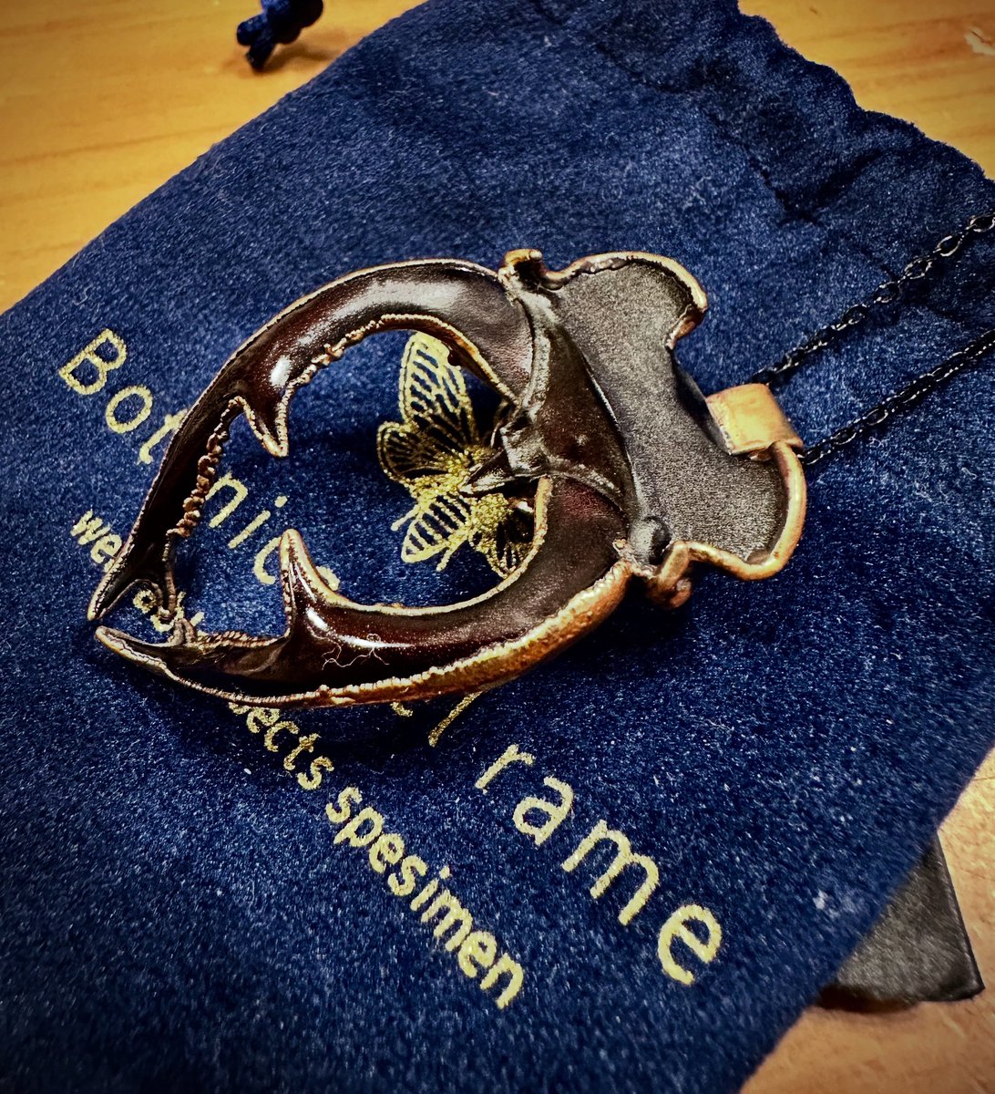 PTOP484907's tweet photo. いつの間にか12月だね🎄
1年が本当に早く過ぎる!笑
#lucanus #lucanuscervus #lucanuscervusjudaicus https://t.co/b1MZjrsEC9