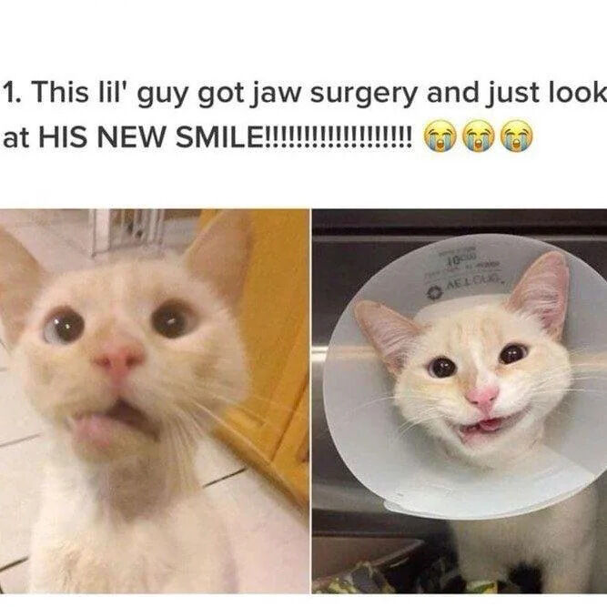 WholesomeMemes (@wholesomememe) on Twitter photo 