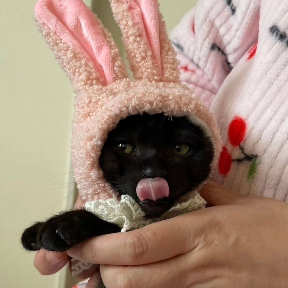 Black cats are not bad luck (@visualscat) on Twitter photo 