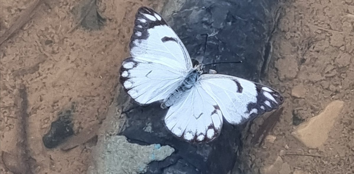 ‍    بلدم پیله کنم  پای تو پروانه شوم

   پا به پاۍ مـنِ پروانه پریدن بلدی؟