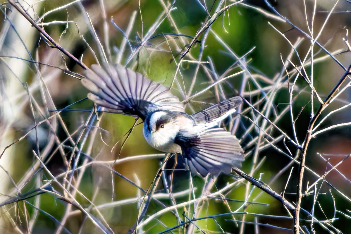 giveo212121's tweet photo. 可愛さ満点
#DxoPhotoLab8
#FE 400-800mm F6.3-8 G OSS
#これソニーで撮りました
#SonyAlpha https://t.co/1A4kmjibfZ