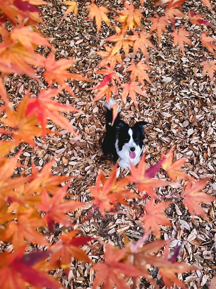 Post by 香坂さき on X: 見つけたっ