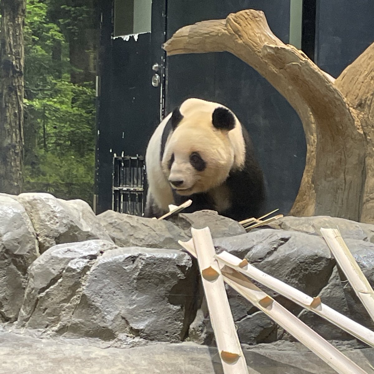 かりん🍎 (@xiangli12311) / Posts / X