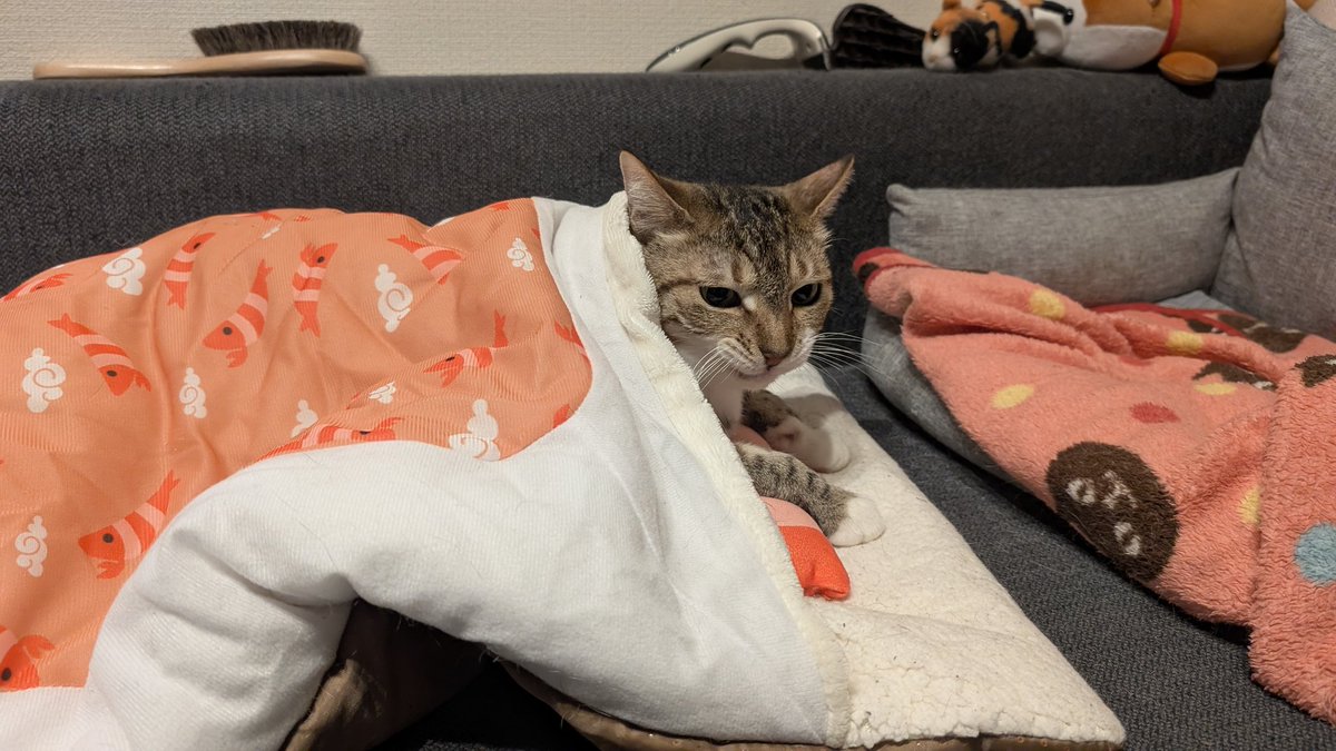 ゴンザレスさまのページ Amazon | セッションズ（SESSIONS） スノーボード 板 メンズ 20-21