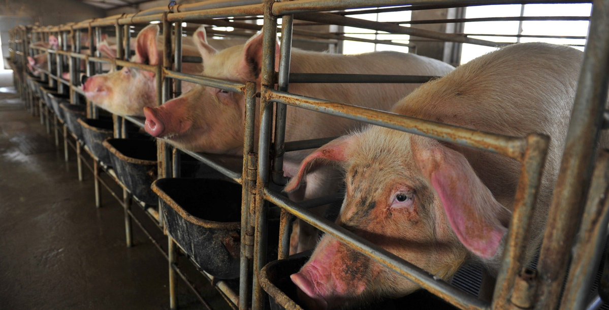 JohnOberg's tweet image. The cage she lives in is literally the size of her body. 💔 #FactoryFarming