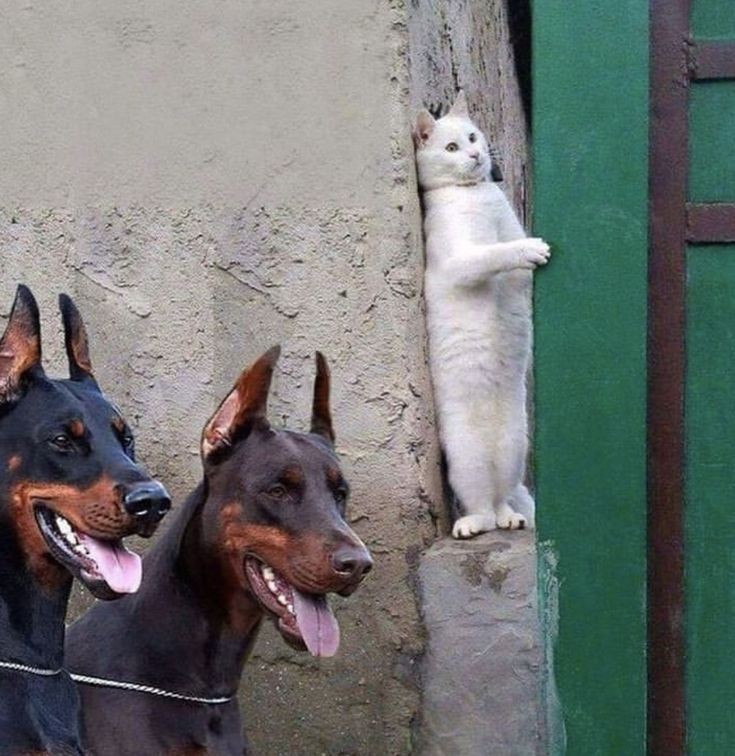 Good GM morning ⚡

➢ <a href="/Hypercroc_xyz/">HyperCroc</a> is building a full ecosystem before launch  Smart Vaults → XP → Croc Cards
the Bantr leaderboard hot than ever
If you are not drawing your daily croc and stacking XP
you are falling behind
⬇︎
⇶<a href="/Cucumbertrade/">Cucumber🥒</a> good tols for smart training