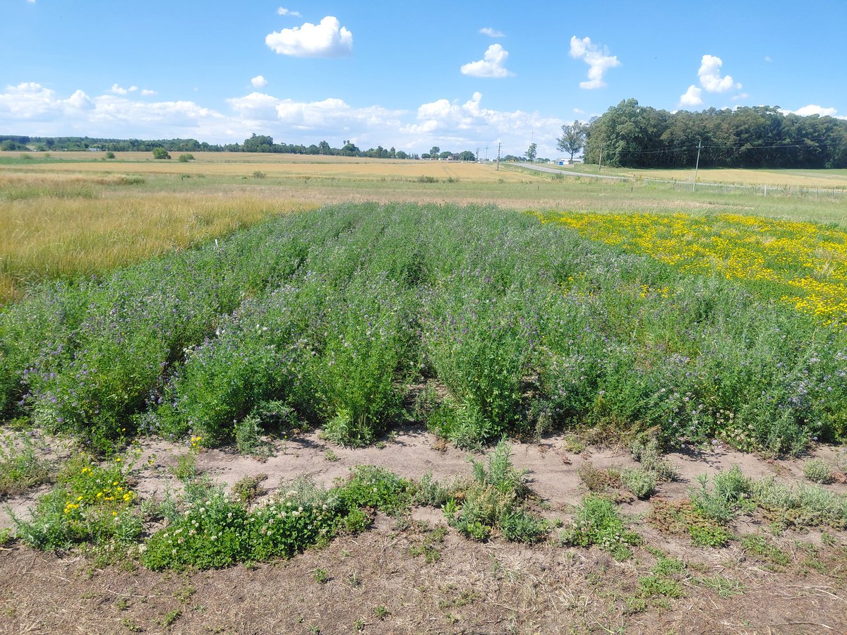Las reinas del verano. Se trabaja en ciclos, producción y adaptabilidad a diferentes ambientes.