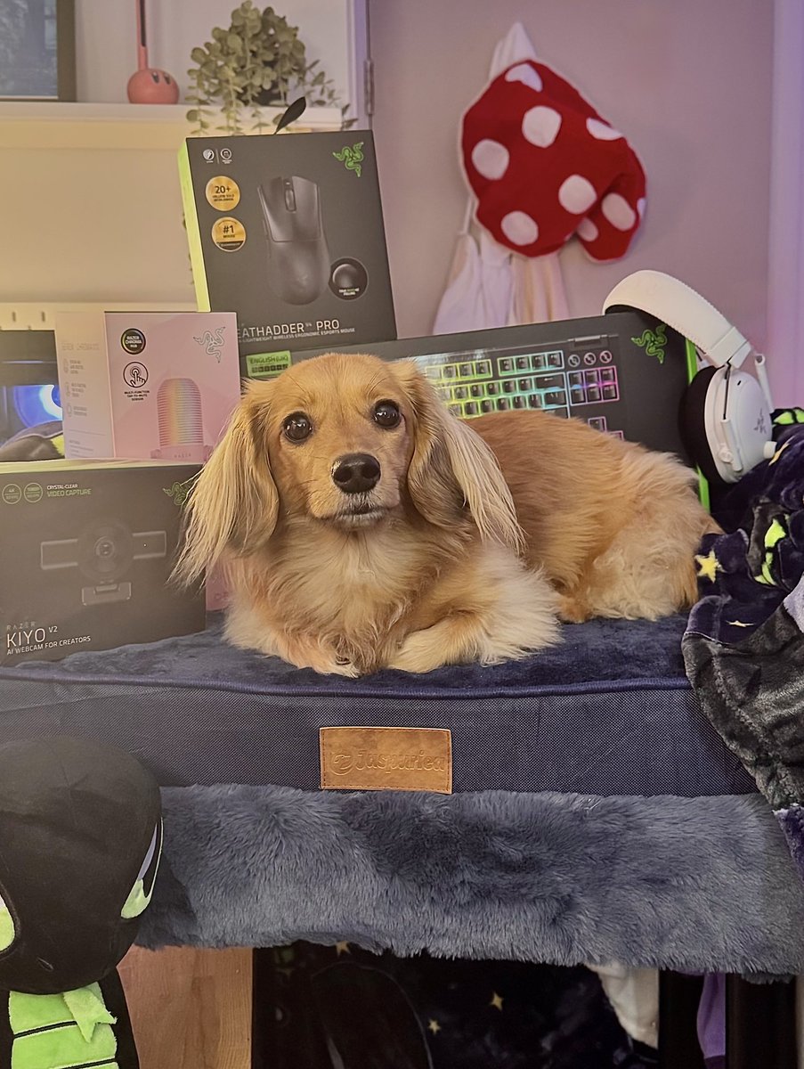 poopernoodle's tweet photo. I am very pleased to share that after a LOT of requests from you guys (and Pea) - she now has her very own microphone!! 

In fact, @Razer sent Pea pretty much a whole streaming kit 🙈

thank you so much @ItGabby_ #gifted 🥺❤️ https://t.co/hG8xQ42czW