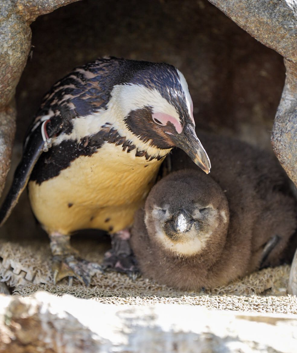 haru (@haru3131sui) / Posts / X